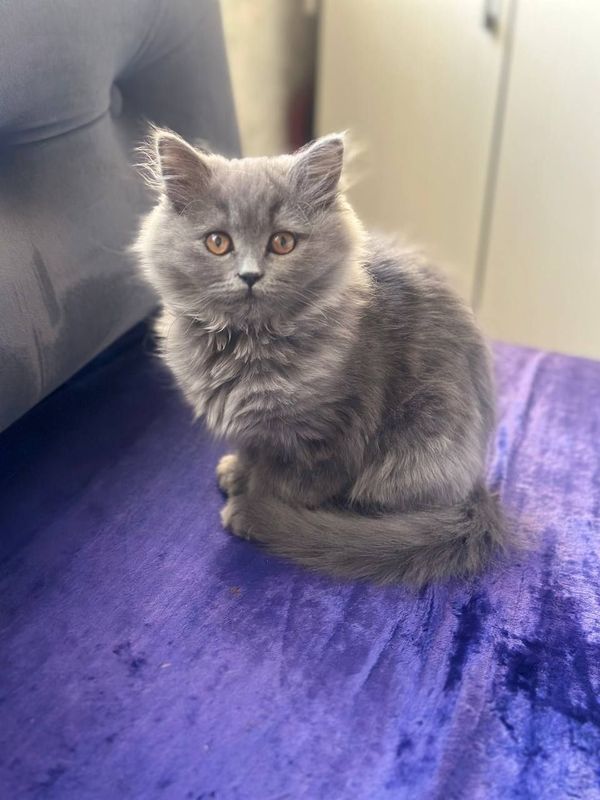Продается кошечка скотиш страйт Продается кошечка скотиш страйт