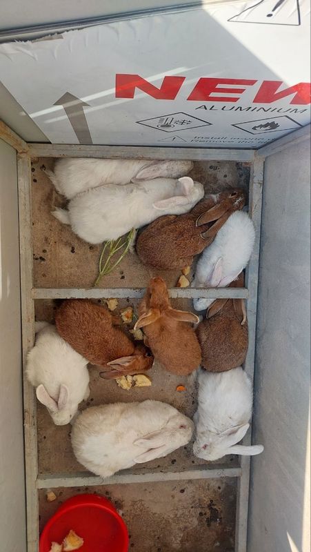 Velikan quyonlar sotiladi