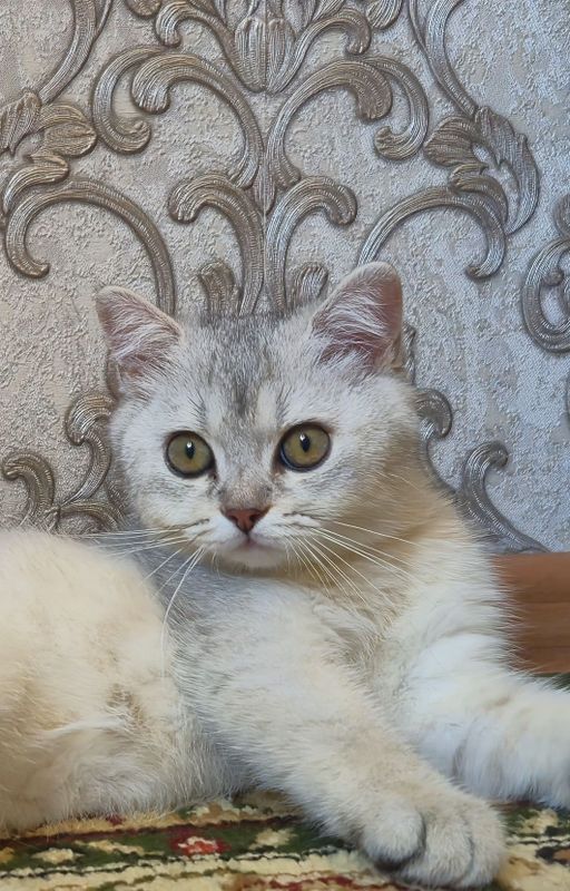 Срочно серебристая шиншилла котёнок Срочно серебристая шиншилла котёнок