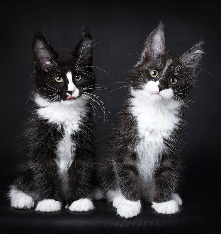 Maine Coon kittens Ташкент