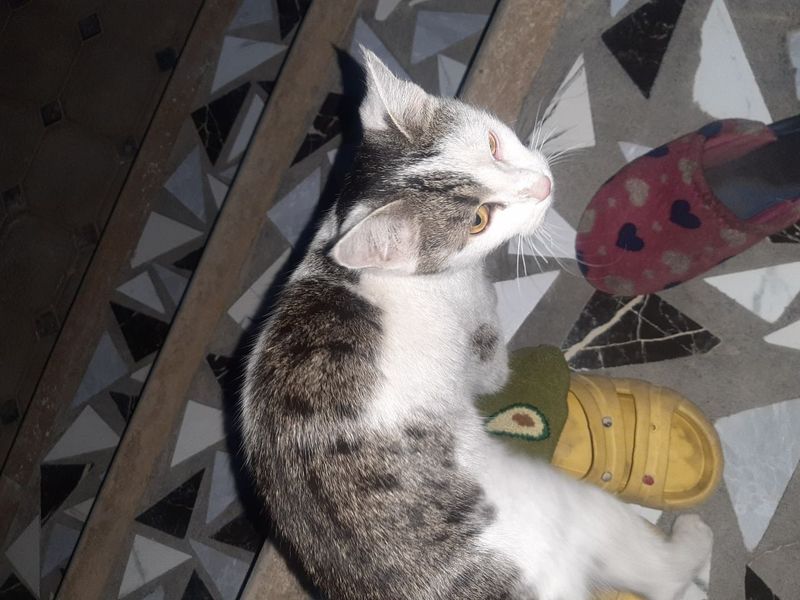 Кот пришёл к нам домой не можем завести по причине алергии. Кот пришёл к нам домой не можем завести по причине алергии.