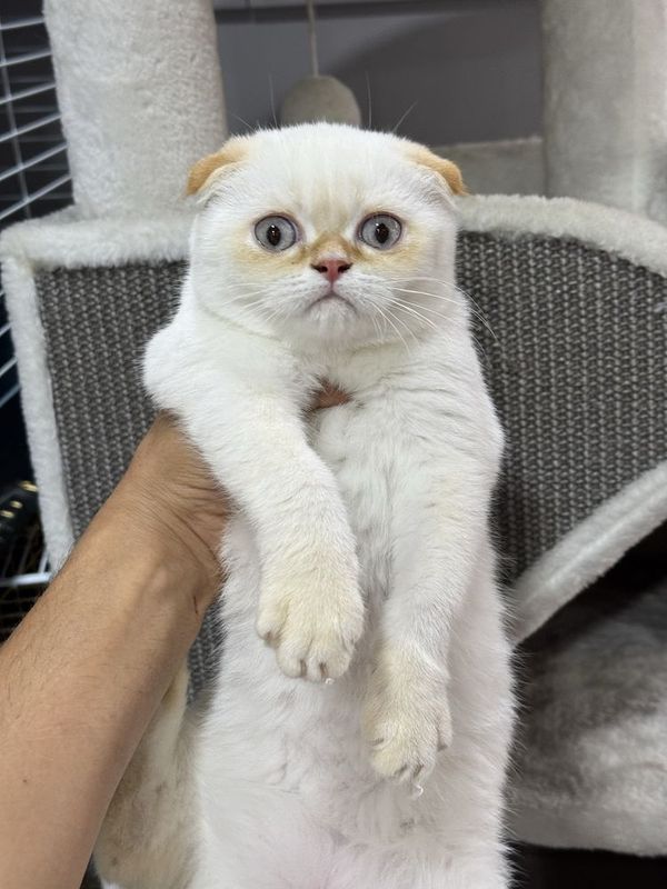 Шотландский скоттиш фолд
