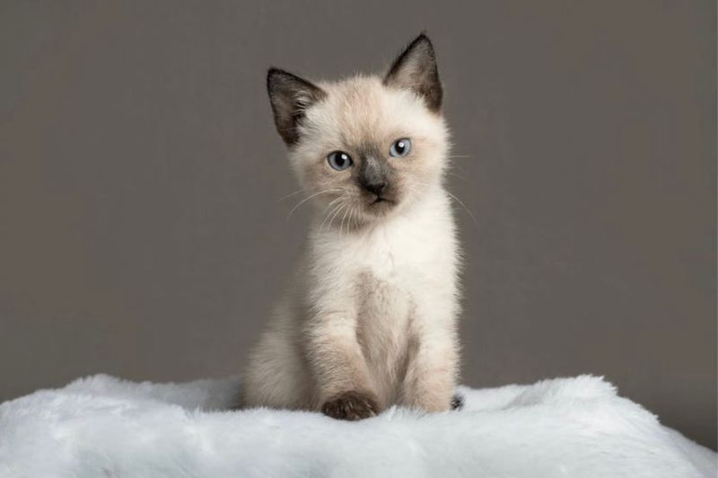 Сиамский котёнок мальчик 3 месяца Сиамский котёнок мальчик 3 месяца