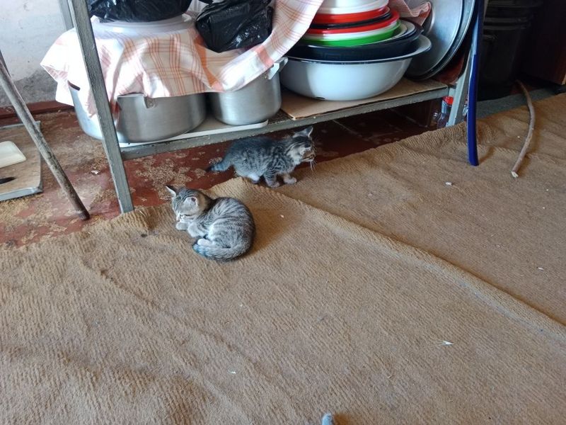 Отдам котят в хорошие руки Отдам котят в хорошие руки
