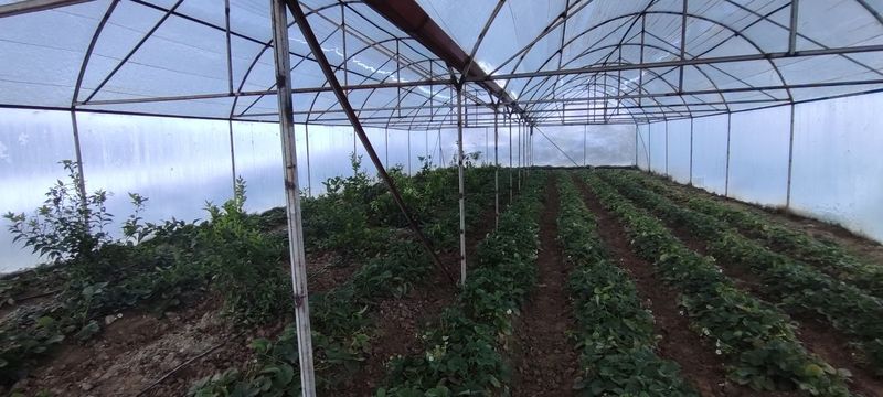 Теплица срочно сотилади Теплица срочно сотилади