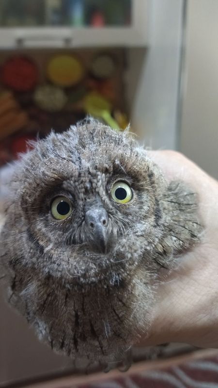 Сычок ручной домашний Сычок ручной домашний