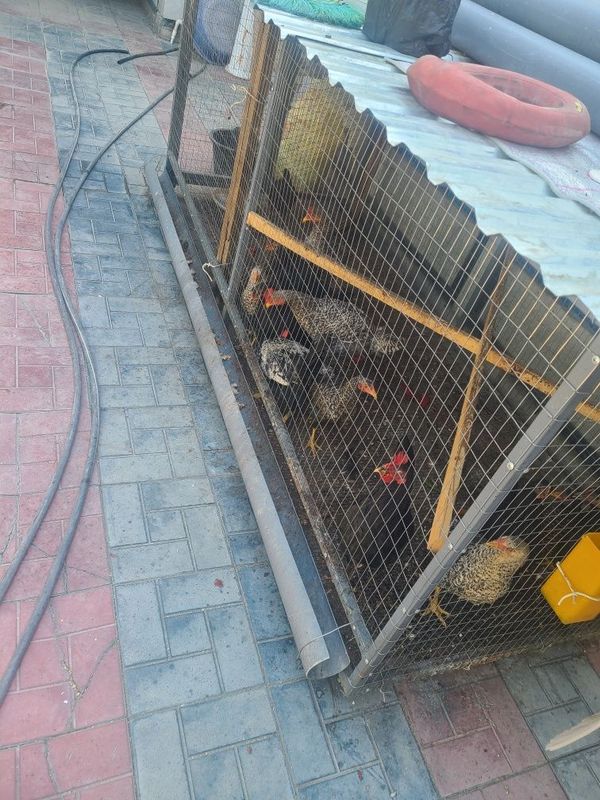 Tovuqlar katak bilan sotiladi
