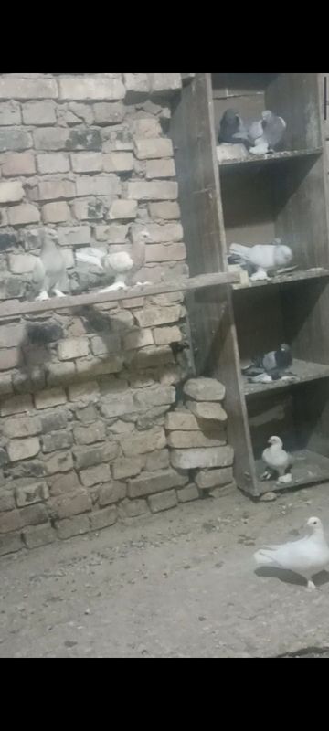 Kaptarla sotiladi xar xil Kaptarla sotiladi xar xil