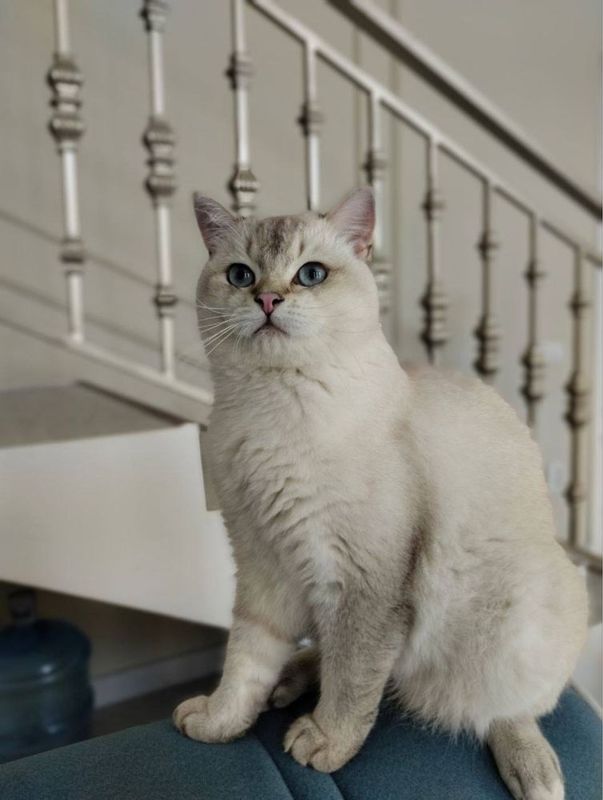 Британский кот Британский кот