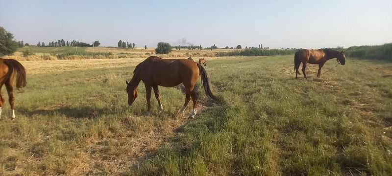 Ot Donchak biya sotiladi Ot Donchak biya sotiladi