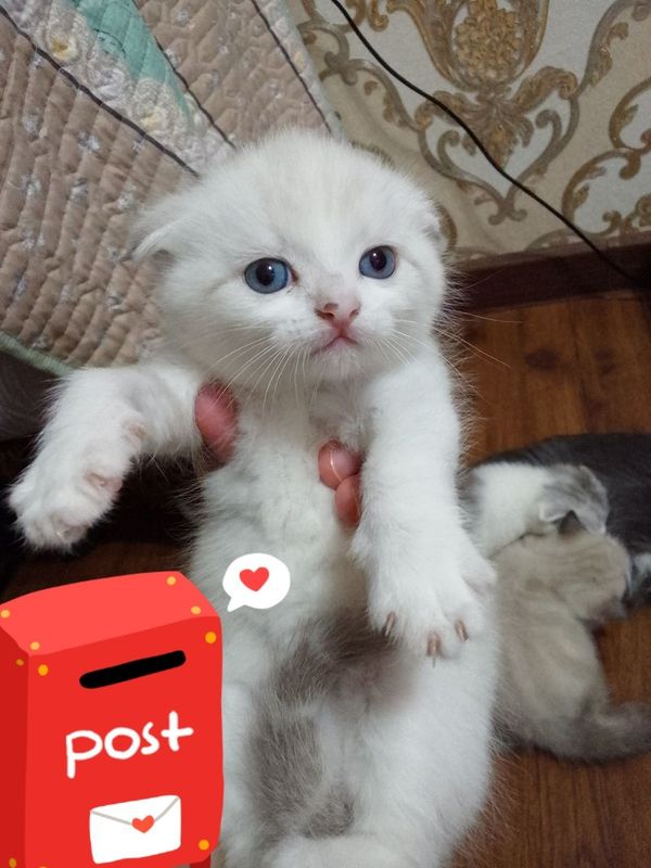 Срочно продаются котята скоттиш фолд Срочно продаются котята скоттиш фолд