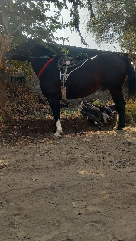 Uloq ot hamma ma'lumotlar telda faqat oladigonlar bezovta qilsin