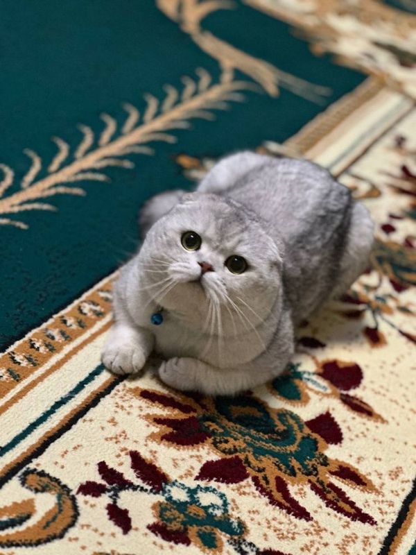 Серебристая шиншила