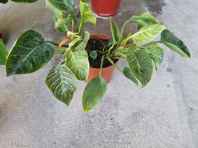Philodendron Birkin arzon narxda