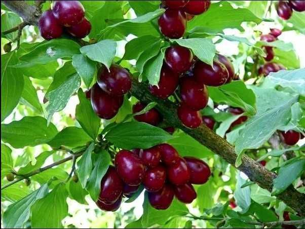 Продаем Кизил ягоды из своего сада