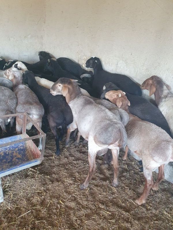65 ta QO'CHQOR SOTILADI semiz xammasi 65 ta QO'CHQOR SOTILADI semiz xammasi