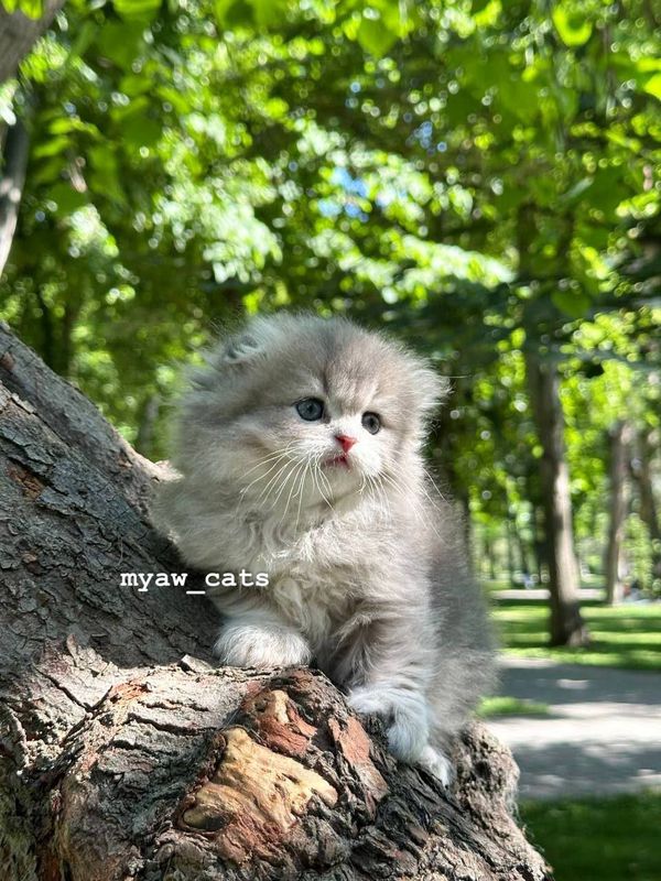 Продаётся чистокровный Шатланский Скотиш фолд очень крупные котята Продаётся чистокровный Шатланский Скотиш фолд очень крупные котята