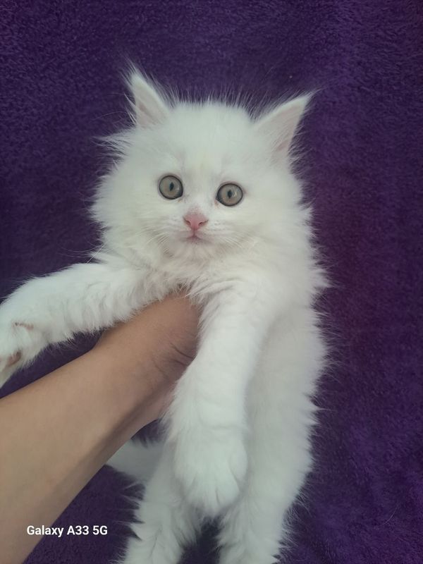 Котенок британская порода. Котенок британская порода.