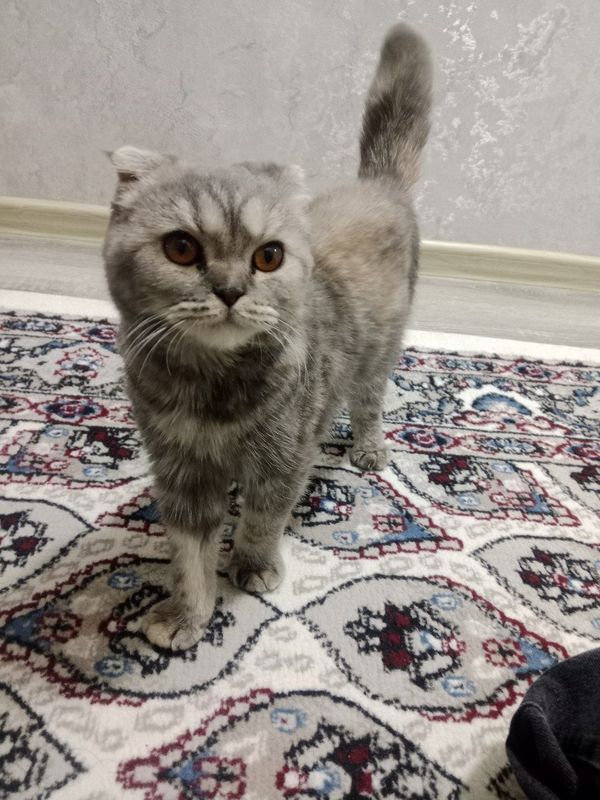 Срочно продается вислоухая кошка Срочно продается вислоухая кошка