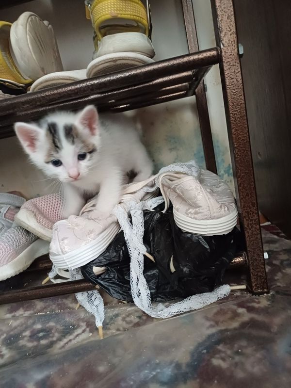 Asalomu alekom muwu bolalari sotiladi Asalomu alekom muwu bolalari sotiladi