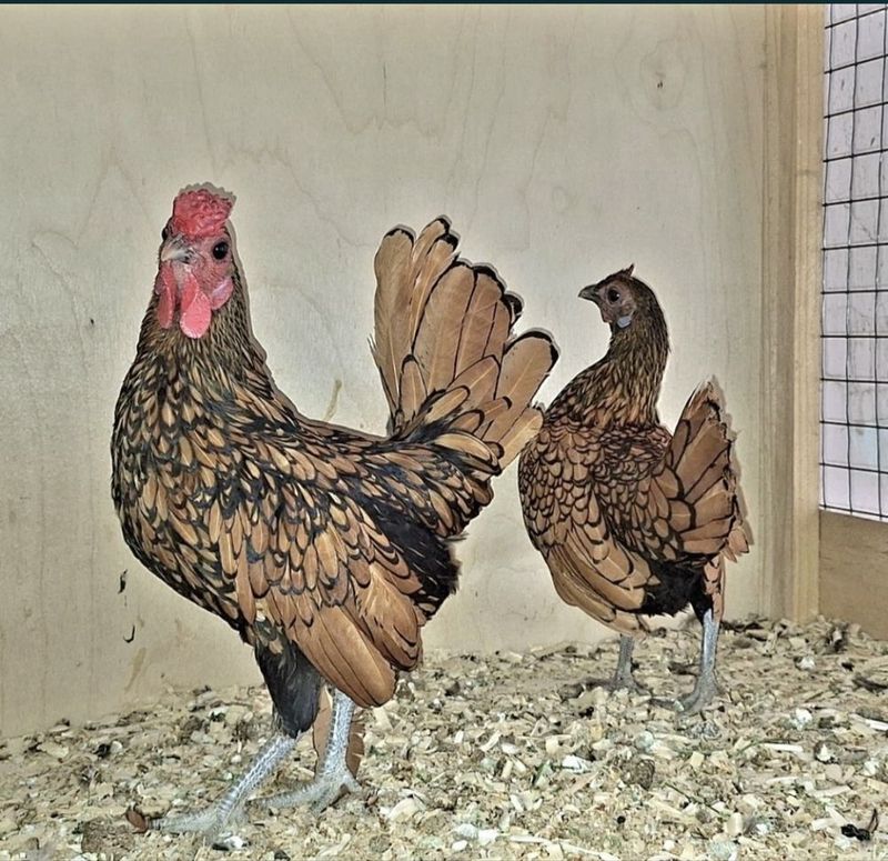 Sebray tuxumlari sotiladi 25000 dan