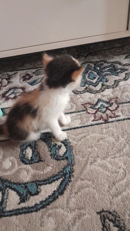 Котёнок девочка 1 месяца Котёнок девочка 1 месяца