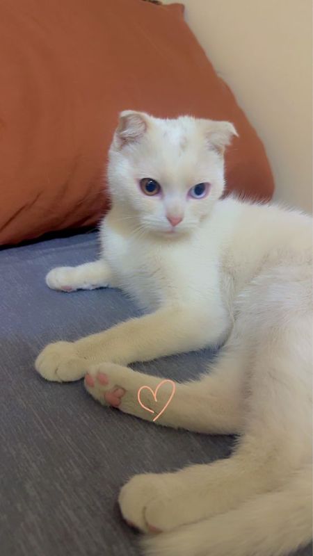 скоттиш-фолд кошка скоттиш-фолд кошка