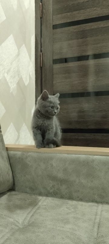 Продам шотландскую котёнка(страйт) Г.Фергана Продам шотландскую котёнка(страйт) Г.Фергана