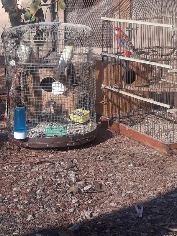 папугай карела сотилади папугай карела сотилади