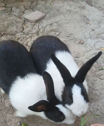 Панда куйон самец 2 Панда куйон самец 2