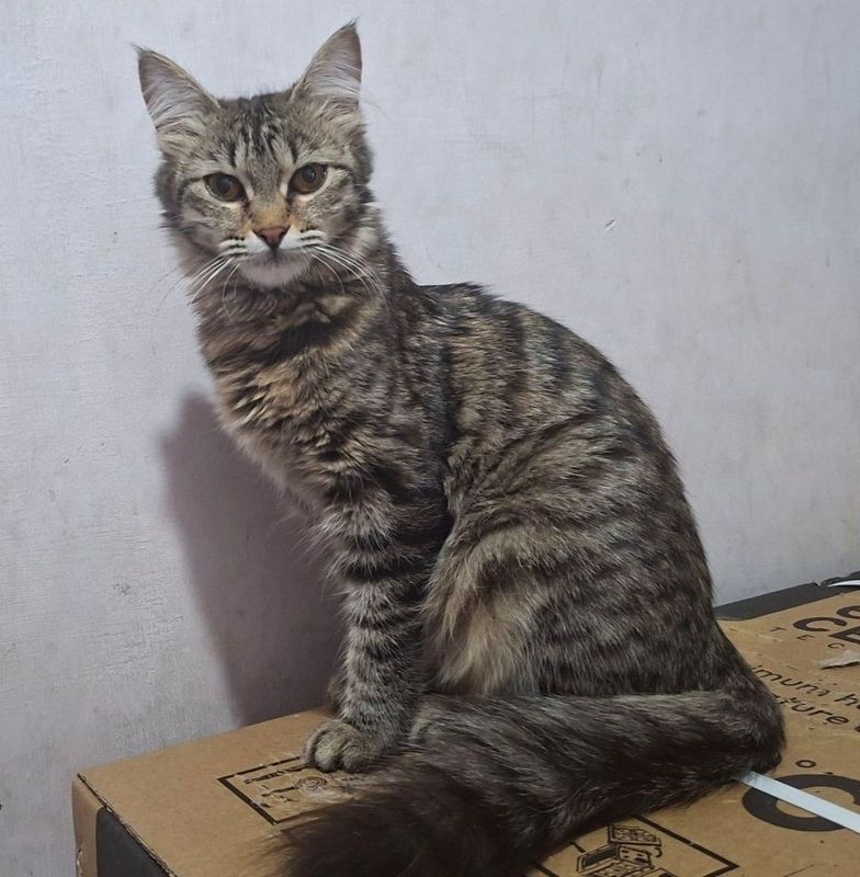Пристраивается молодая кошечка
