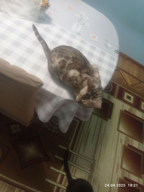 Бенгальский кошка Бенгальский кошка
