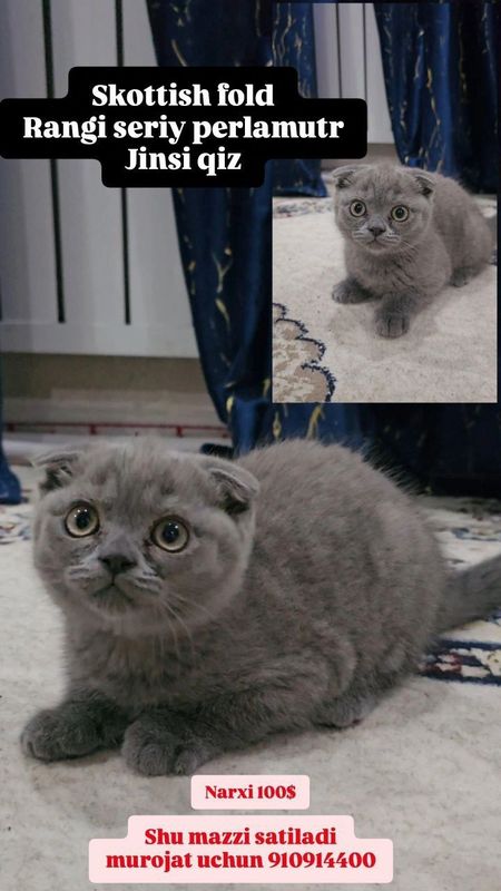 Scottish Fold sotiladi