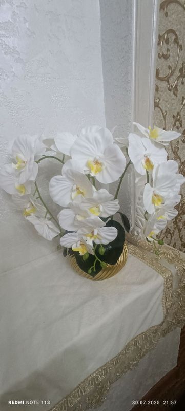 Arxideya guli 250 min Arxideya guli 250 min