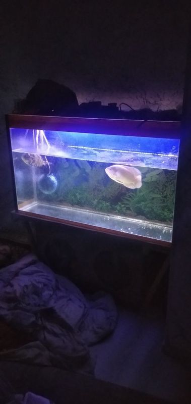 Akvarium baligi bilan sotiladi