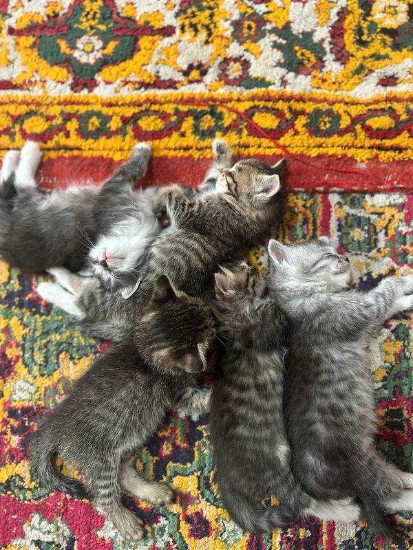 Котята от породной кошки Котята от породной кошки