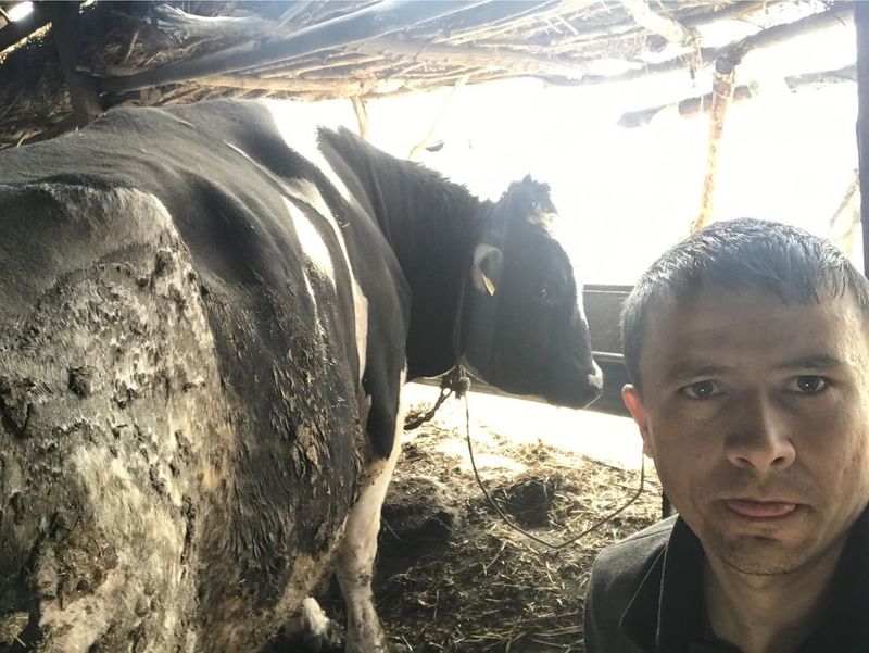 Galanski zodor buqa sotiladi 1 tonalik Galanski zodor buqa sotiladi 1 tonalik
