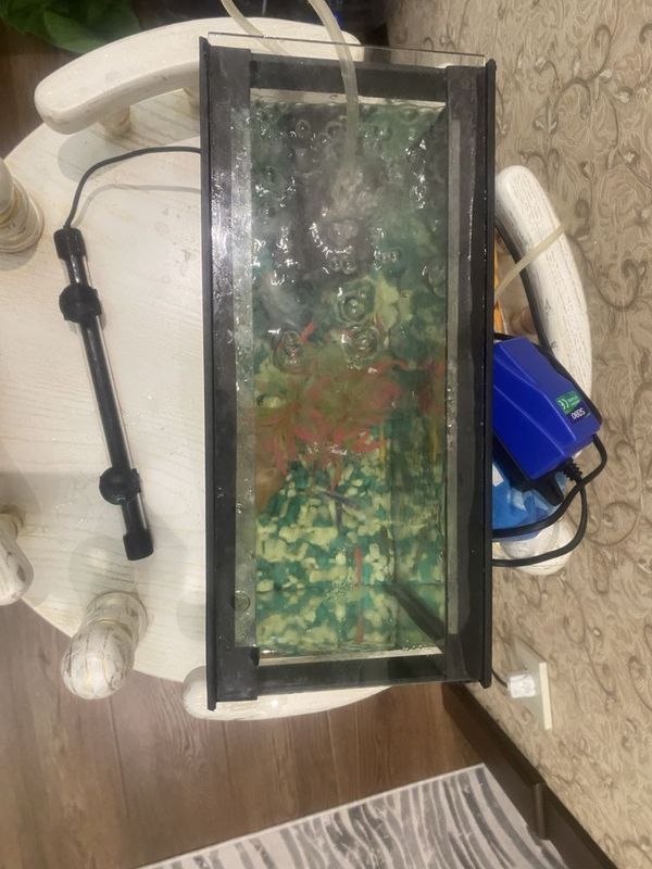 akvarium 12litrlik holati ideal akvarium 12litrlik holati ideal