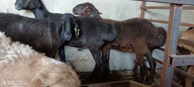 Куй кучкорлар сотилади Куй кучкорлар сотилади