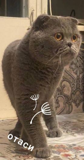 Мушук scottish fold 1 ойлик Мушук scottish fold 1 ойлик