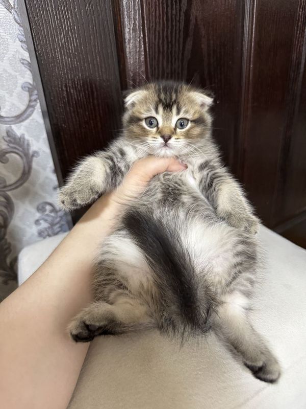 Котята кошка котенок Котята кошка котенок