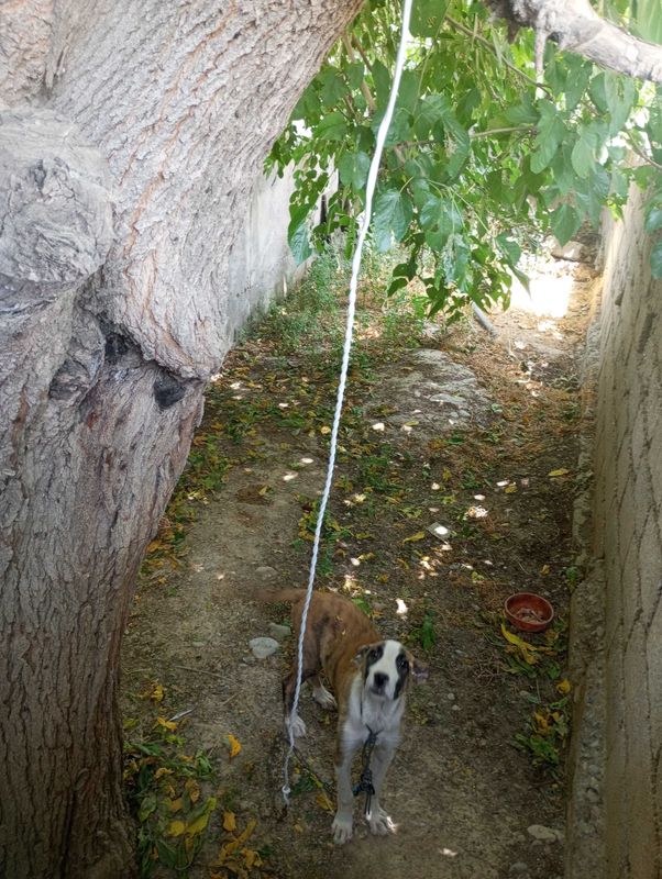 It parodali zor toza