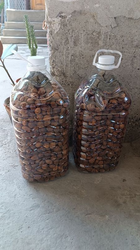 10 litrlida qantak oʻrik quritilgani