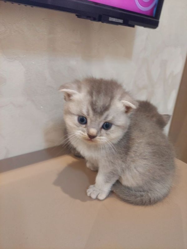 Mushi sotiladi bollari Mushi sotiladi bollari