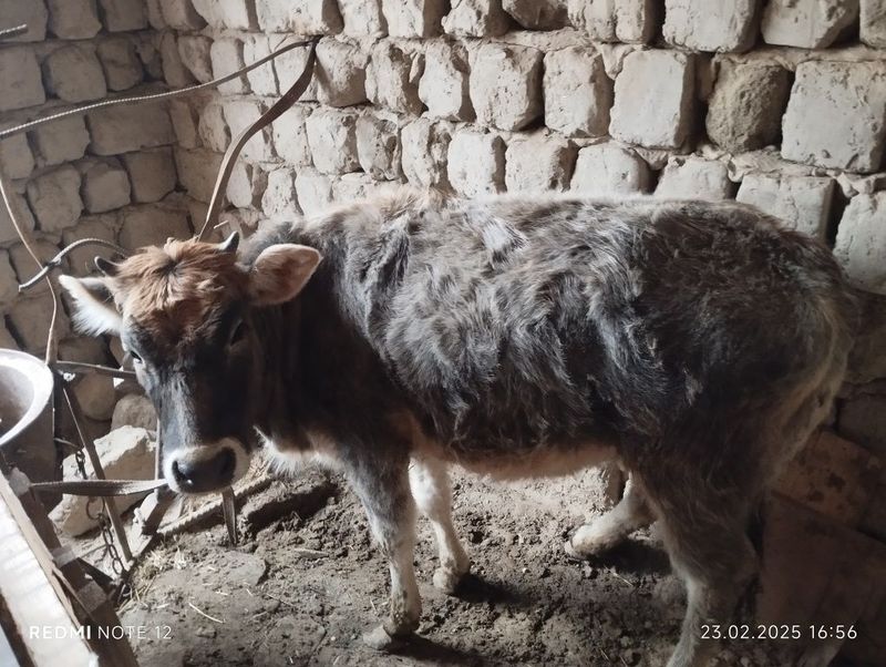g'inojin sotiladi g'inojin sotiladi