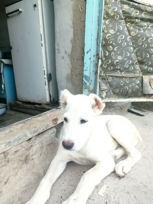 Alabay it endi 4 oylikka oʻtdi Realni oladigan tel qilsin