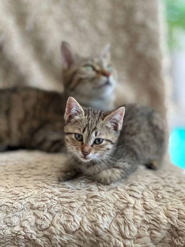 Отдам котят в добрые руки