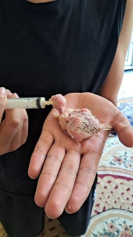 Тоти куш болалари,колга оргатиш ва гапиртириш учун