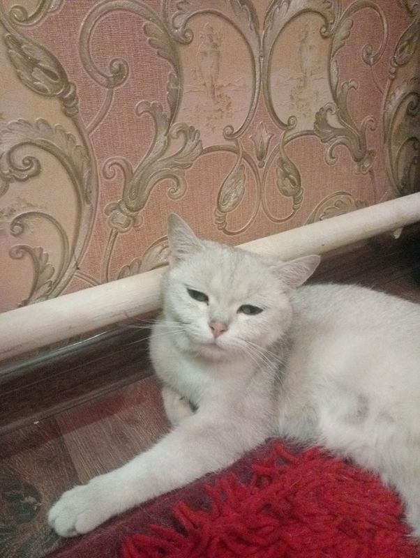 Британский мушук Британский мушук