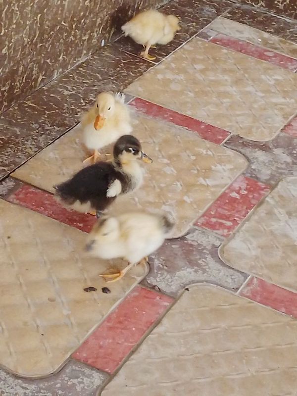 Urdakcha jujasi 5 ta dona qoldi Urdakcha jujasi 5 ta dona qoldi